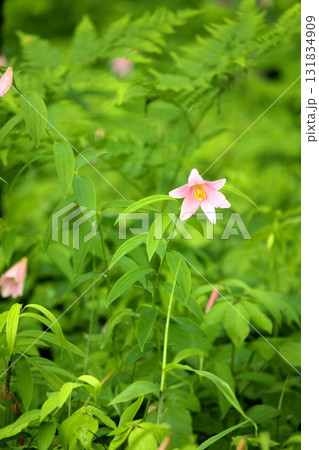 ヒメサユリ250515_0118 ヒメサユリ250515_0118 131834909