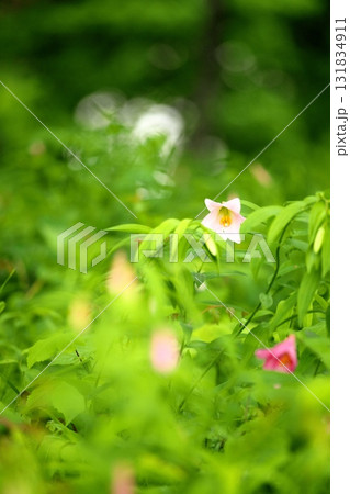 ヒメサユリ250515_0120 131834911