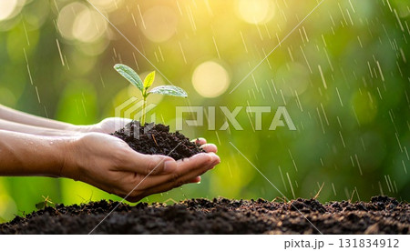 雨が降る中、小さな苗木を両手で持っている、エコロジーや環境をイメージ　AI生成素材 131834912