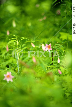 ヒメサユリ250515_0121 131834913