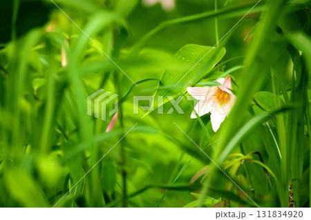 ヒメサユリ250515_0127 ヒメサユリ250515_0127 131834920