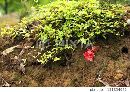 野草250515_0138 野草250515_0138 131834931