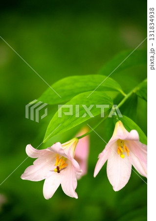 ヒメサユリ250515_0146 131834938