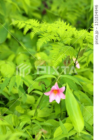 ヒメサユリ250515_0153 131834946