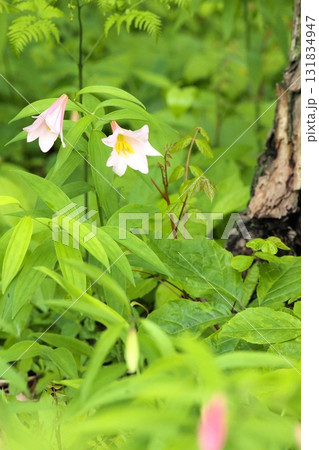 ヒメサユリ250515_0155 131834947