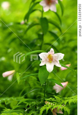 ヒメサユリ250515_0158 131834950