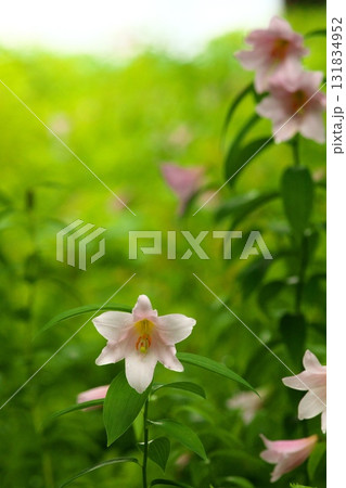 ヒメサユリ250515_0160 131834952