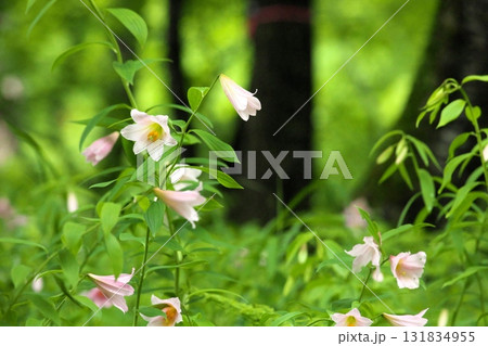 ヒメサユリ250515_0162 131834955