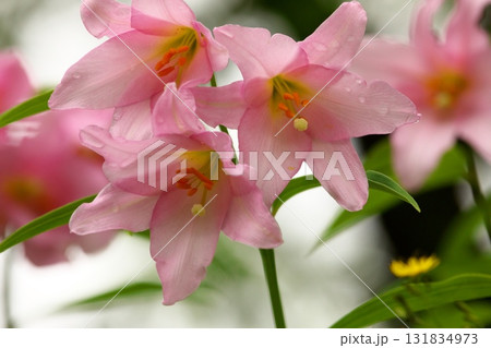 ヒメサユリ250515_0175 131834973