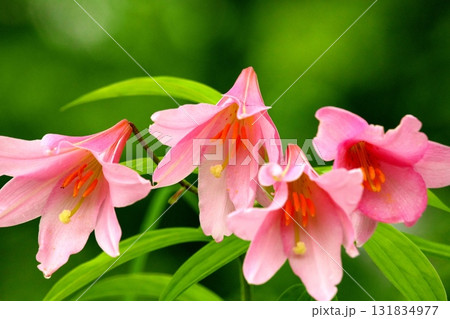 ヒメサユリ250515_0178 131834977