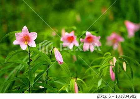 ヒメサユリ250515_0183 131834982