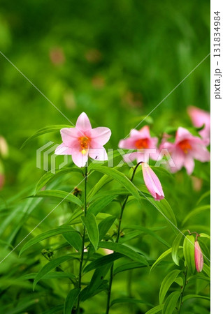 ヒメサユリ250515_0185 ヒメサユリ250515_0185 131834984