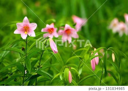 ヒメサユリ250515_0186 131834985