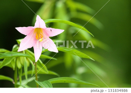 ヒメサユリ250515_0187 131834986