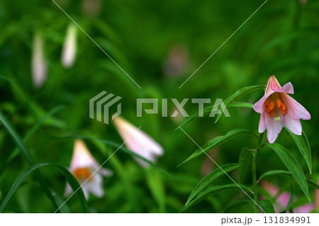 ヒメサユリ92 131834991