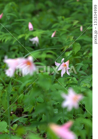 ヒメサユリ250515_0200 131834999