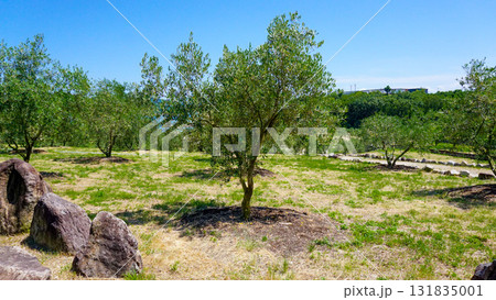 小豆島のオリーブの木 131835001