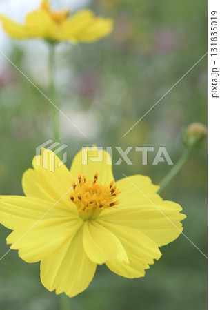 様々な色のコスモスを背景にして咲く黄色のコスモス 131835019