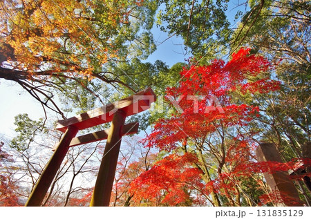 太宰府市 紅葉の竃門神社境内の紅葉 太宰府市 紅葉の竃門神社境内の紅葉 131835129