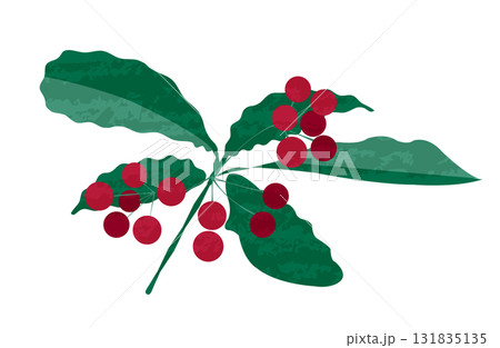 赤いマンリョウの実と葉っぱ 131835135