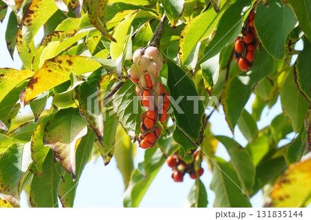 赤く熟して弾けた、コブシの実・2025年10月 赤く熟して弾けた、コブシの実・2025年10月 131835144