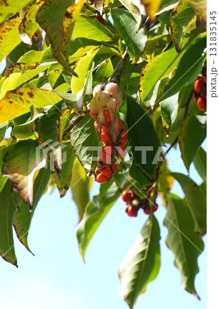 赤く熟して弾けた、コブシの実・2025年10月 131835145