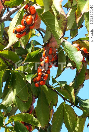 赤く熟して弾けた、コブシの実・2025年10月 131835146