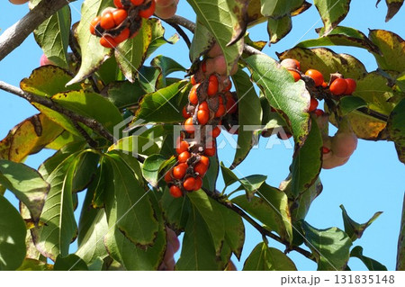 赤く熟して弾けた、コブシの実・2025年10月 赤く熟して弾けた、コブシの実・2025年10月 131835148