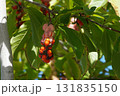 赤く熟して弾けた、コブシの実・2025年10月 131835150