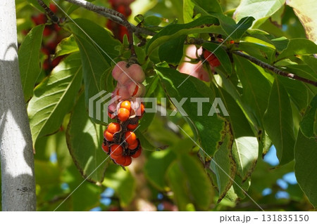 赤く熟して弾けた、コブシの実・2025年10月 赤く熟して弾けた、コブシの実・2025年10月 131835150