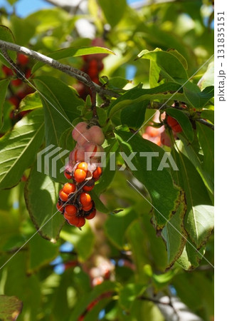 赤く熟して弾けた、コブシの実・2025年10月 131835151