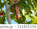 赤く熟して弾けた、コブシの実・2025年10月 131835156