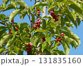 赤く熟して弾けた、コブシの実・2025年10月 131835160
