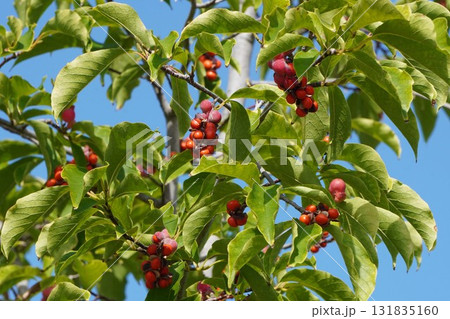 赤く熟して弾けた、コブシの実・2025年10月 赤く熟して弾けた、コブシの実・2025年10月 131835160