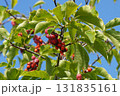 赤く熟して弾けた、コブシの実・2025年10月 131835161