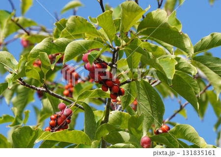 赤く熟して弾けた、コブシの実・2025年10月 131835161
