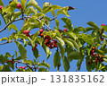 赤く熟して弾けた、コブシの実・2025年10月 131835162