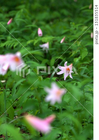 ヒメサユリ250515_0201 ヒメサユリ250515_0201 131835514