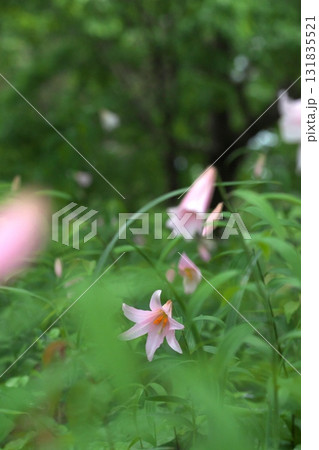 ヒメサユリ08 131835521