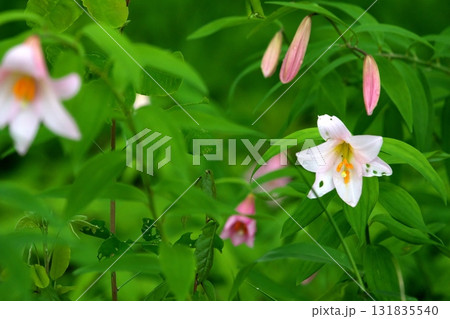 ヒメサユリ250515_0236 131835540