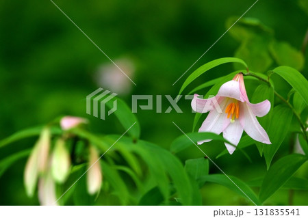 ヒメサユリ250515_0237 131835541