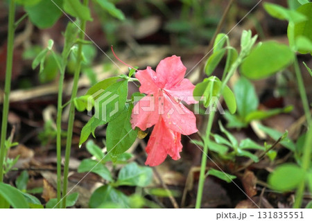 ヒメサユリ250515_0247 131835551