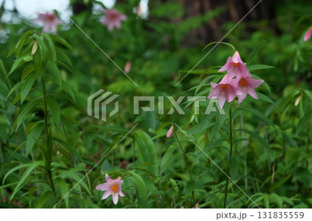 ヒメサユリ250515_0255 131835559