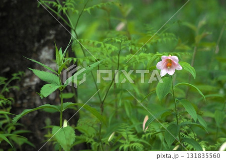 ヒメサユリ250515_0256 ヒメサユリ250515_0256 131835560