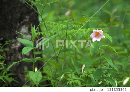 ヒメサユリ250515_0257 131835561