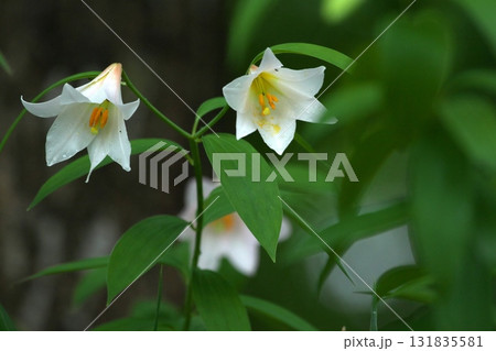 ヒメサユリ250515_0277 131835581