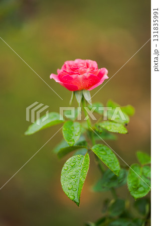 雨上がりに咲く赤いバラ 鮮やかな情熱の花 雨上がりに咲く赤いバラ 鮮やかな情熱の花 131835991