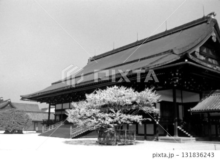 古写真 1956年 京都御所 紫宸殿と左近桜 古写真 1956年 京都御所 紫宸殿と左近桜 131836243