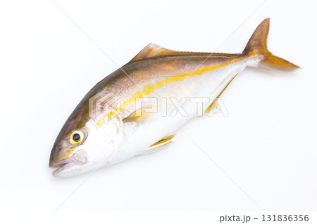 水揚げされた鮮度抜群のショゴ（カンパチの若魚） 131836356