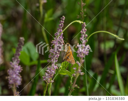 ツルボの花にとまるセセリチョウ 131836380